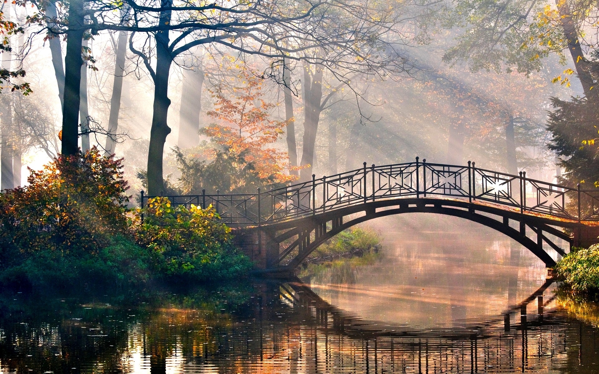 bridge in the forest